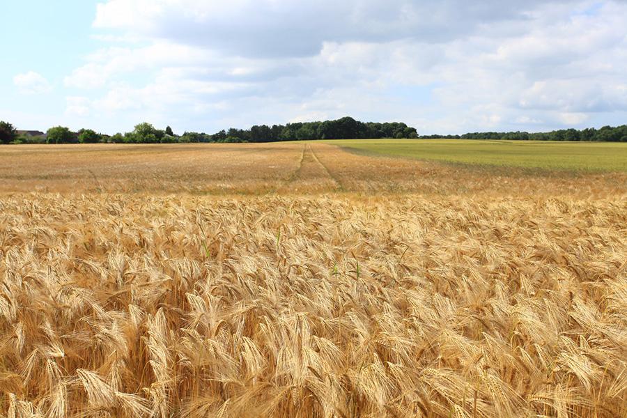 Imagen Servicios Agrícolas Hermanos Castán